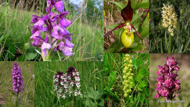 Eine Vielzahl von Orchideen wachsen im Lavanttal.